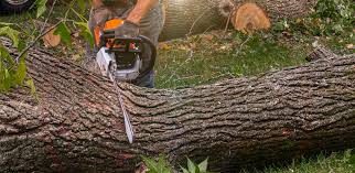 Inkerman, PA Tree Care Services Company