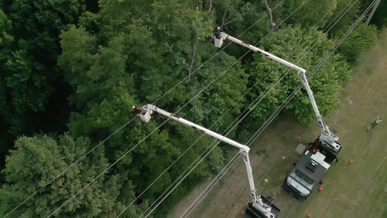 Best Arborist Consultation Services  in Inkerman, PA