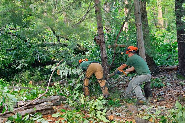 How Our Tree Care Process Works  in  Inkerman, PA