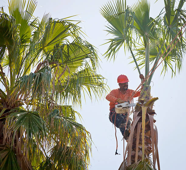 Best Tree Risk Assessment  in Inkerman, PA