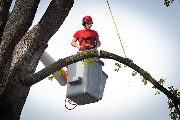 Best Root Management and Removal  in Inkerman, PA